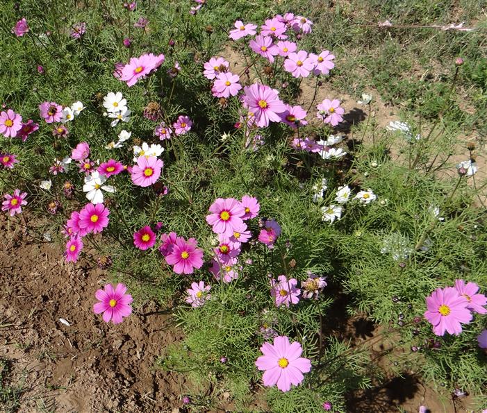 Cosmos bipinnatus